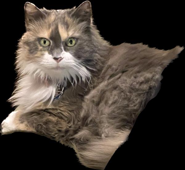 /Images/uploads/The Murphee and Sugar Angel Foundation/murpheeandsugar-pet-photo-contest-fundraiser/entries/27819thumb.jpg